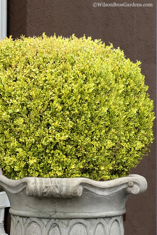 Golden Triumph Variegated Dwarf Boxwood - 6 Pack Of 1 Gallon Pots 1 Golden Triumph Variegated Dwarf Boxwood - 6 Pack Of 1 Gallon Pots
