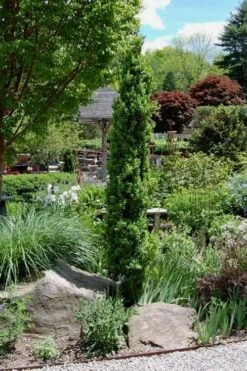 Graham Blandy Columnar Boxwood - 5 Gallon Pot -Garden Plant Shop Boxwood Graham Blandy 2 4