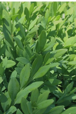 Green Mountain Boxwood - 1 Gallon Pot -Garden Plant Shop Boxwood Green Mountain 12 1