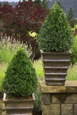 Green Mountain Boxwood - 6 Pack Of 2.5 Quart Pots -Garden Plant Shop Boxwood Green Mountain 23