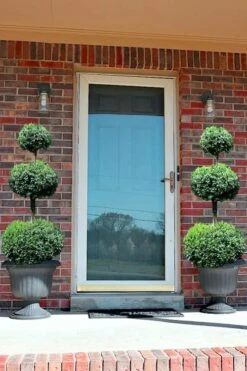 Common Boxwood 3-Ball Poodle Tier Topiary (Buxus Sempervirens) - 5 Gallon Pot -Garden Plant Shop Boxwood Green Mountain 3 Ball Poodle Tier 3