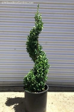Common Boxwood Spiral Topiary - 5 Gallon Pot -Garden Plant Shop Boxwood Green Mountain Spiral 1 1