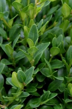 Green Velvet Boxwood - 1 Gallon Pot -Garden Plant Shop Boxwood Green Velvet 1