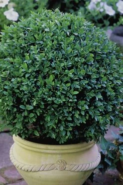 Green Velvet Boxwood - 1 Gallon Pot -Garden Plant Shop Boxwood Green Velvet 3
