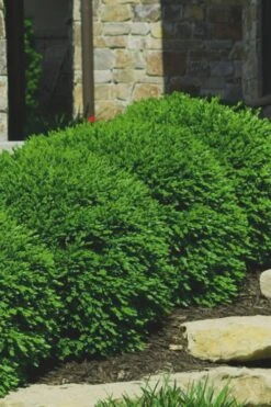 Green Velvet Boxwood - 6 Pack Of 1 Gallon Pots 9 Green Velvet Boxwood - 6 Pack Of 1 Gallon Pots -Garden Plant Shop Boxwood Green Velvet 7 1