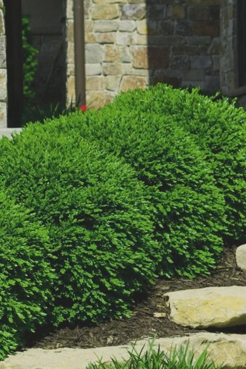 Green Velvet Boxwood - 7 Gallon Pot 4 Green Velvet Boxwood - 7 Gallon Pot - Image 4