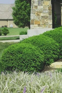 Green Velvet Boxwood - 1 Gallon Pot