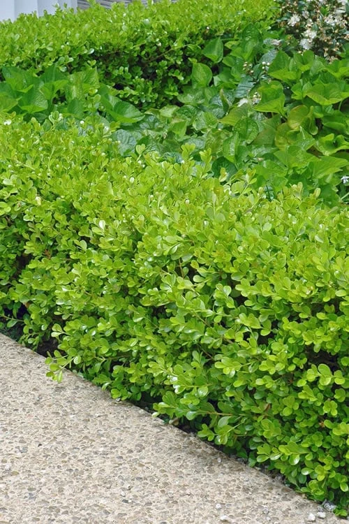 Japanese Boxwood (Buxus Microphylla) - 7 Gallon Pot 1 Japanese Boxwood (Buxus Microphylla) - 7 Gallon Pot