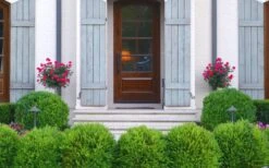 Japanese Boxwood - Buxus Microphylla - 6 Pack Of 1 Gallon Pots 12 Japanese Boxwood - Buxus Microphylla - 6 Pack Of 1 Gallon Pots -Garden Plant Shop Boxwood Japanese Entryway