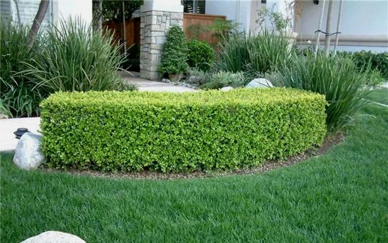 Japanese Boxwood - Buxus Microphylla - 1 Gallon Pot 7 Japanese Boxwood - Buxus Microphylla - 1 Gallon Pot - Image 7