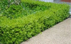 Japanese Boxwood (Buxus Microphylla) - 7 Gallon Pot 11 Japanese Boxwood (Buxus Microphylla) - 7 Gallon Pot -Garden Plant Shop Boxwood Japanese Hedge 2 2