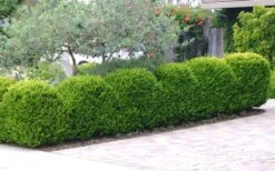 Japanese Boxwood - Buxus Microphylla - 1 Gallon Pot 13 Japanese Boxwood - Buxus Microphylla - 1 Gallon Pot -Garden Plant Shop Boxwood Japanese Hedge 3 1