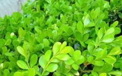 Japanese Boxwood - Buxus Microphylla - 6 Pack Of 1 Gallon Pots 15 Japanese Boxwood - Buxus Microphylla - 6 Pack Of 1 Gallon Pots -Garden Plant Shop Boxwood Japanese Leaves Closeup