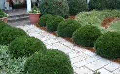 Justin Brouwers Dwarf Boxwood - 6 Pack Of 1 Gallon Pots -Garden Plant Shop Boxwood Justin Brouwers In Landscape 1