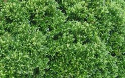 Justin Brouwers Dwarf Boxwood - 6 Pack Of 1 Gallon Pots -Garden Plant Shop Boxwood Justin Brouwers Leaves 1
