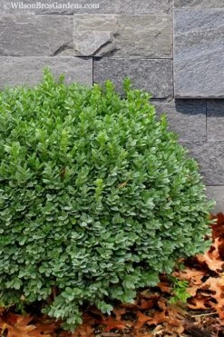 Korean Dwarf Boxwood - Buxus Sinica Var. Insularis 'Nana' - 1 Gallon Pot 11 Korean Dwarf Boxwood - Buxus Sinica Var. Insularis 'Nana' - 1 Gallon Pot -Garden Plant Shop Boxwood Korean Dwarf Insularis Nana 1 1