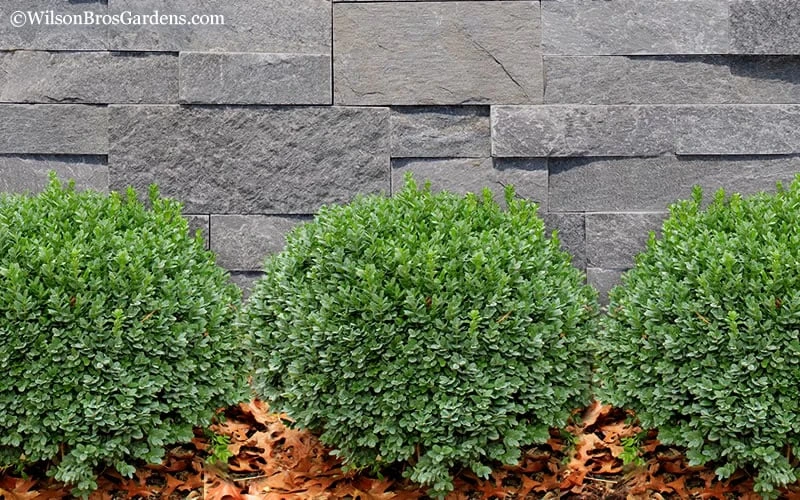 Korean Dwarf Boxwood - Buxus Sinica Var. Insularis 'Nana' - 6 Pack Of 1 Gallon Pots 5 Korean Dwarf Boxwood - Buxus Sinica Var. Insularis 'Nana' - 6 Pack Of 1 Gallon Pots - Image 5