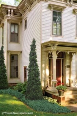 Pyramid Boxwood (Buxus Sempervirens 'Pyramidalis) - 1 Gallon Pot -Garden Plant Shop Boxwood Pyramidalis 11