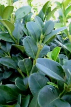 Shadow Sentry Pyramidal Boxwood - 3 Gallon Pot -Garden Plant Shop Boxwood Shadow Sentry 1