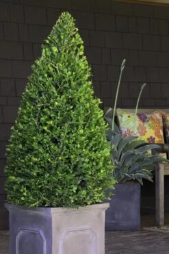 Wintergreen Boxwood - 1 Gallon Pot -Garden Plant Shop Boxwood Wintergreen 11 2