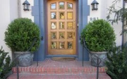 Wintergreen Boxwood - 1 Gallon Pot -Garden Plant Shop Boxwood Wintergreen 12 2