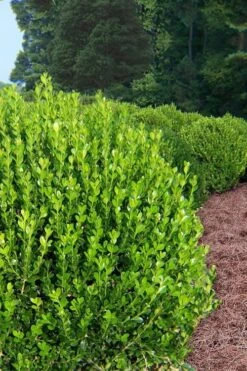 Wintergreen Boxwood - 6 Pack Of 1 Gallon Pots 11 Wintergreen Boxwood - 6 Pack Of 1 Gallon Pots -Garden Plant Shop Boxwood Wintergreen 500x750 2