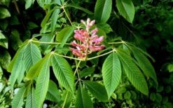 Painted Buckeye (Aesculus Sylvatica) - 1 Gallon Pot 10 Painted Buckeye (Aesculus Sylvatica) - 1 Gallon Pot -Garden Plant Shop Buckeye Painted 2 1