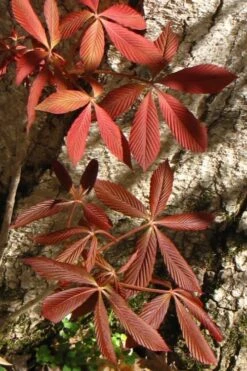 Painted Buckeye (Aesculus Sylvatica) - 3 Gallon Pot 11 Painted Buckeye (Aesculus Sylvatica) - 3 Gallon Pot -Garden Plant Shop Buckeye Painted 3