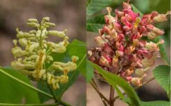 Painted Buckeye (Aesculus Sylvatica) - 3 Gallon Pot 9 Painted Buckeye (Aesculus Sylvatica) - 3 Gallon Pot -Garden Plant Shop Buckeye Painted 4