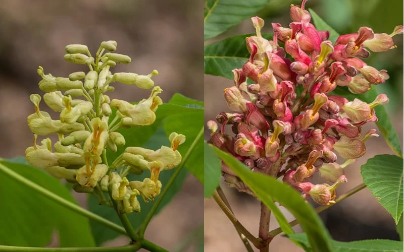 Painted Buckeye (Aesculus Sylvatica) - 3 Gallon Pot 4 Painted Buckeye (Aesculus Sylvatica) - 3 Gallon Pot - Image 4