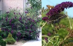 Black Knight Butterfly Bush - 3 Gallon Pot -Garden Plant Shop Butterfly Bush Black Knight 2