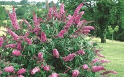 Pink Delight Butterfly Bush - 1 Gallon Pot -Garden Plant Shop Butterfly Bush Pink Delight Flower 2