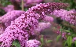 Pink Delight Butterfly Bush - 1 Gallon Pot -Garden Plant Shop Butterfly Bush Pink Delight Flower