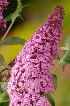 Pink Delight Butterfly Bush - 1 Gallon Pot -Garden Plant Shop Butterfly Bush Pink Delight Rev 500x750 1