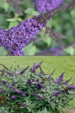 Pugster Blue Butterfly Bush - Buddleia - 2 Gallon Pot -Garden Plant Shop Butterfly Bush Pugster Blue 1 1