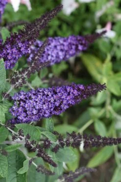 Pugster Blue Butterfly Bush - Buddleia - 3 Gallon Pot