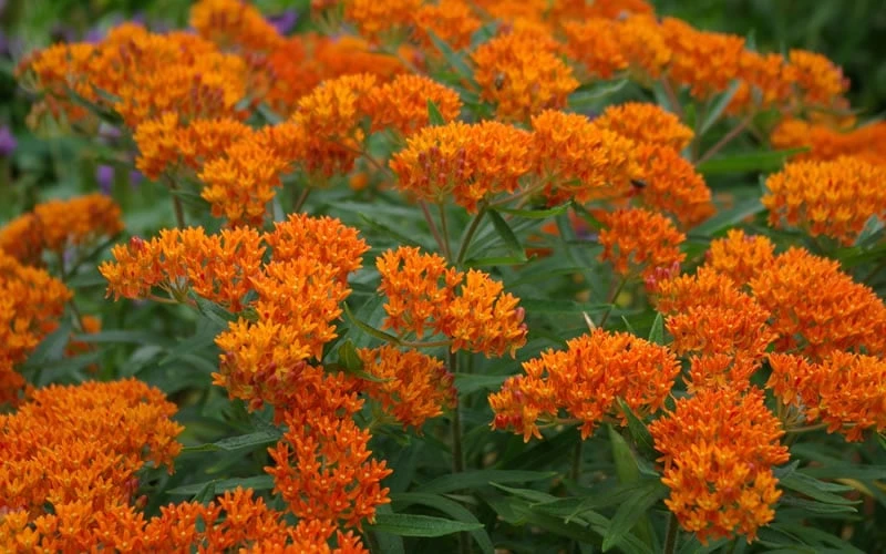 Orange Butterfly Milkweed - Asclepias Tuberosa - 1 Gallon Pot 6 Orange Butterfly Milkweed - Asclepias Tuberosa - 1 Gallon Pot - Image 6