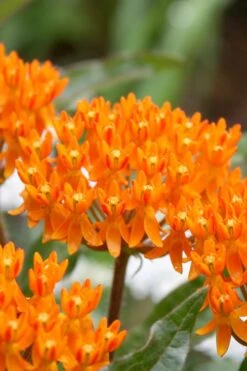Orange Butterfly Milkweed - Asclepias Tuberosa - 10 Pack Of Quart Pots
