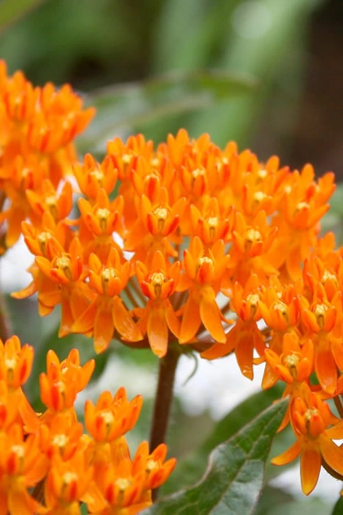 Orange Butterfly Milkweed - Asclepias Tuberosa - 1 Gallon Pot 1 Orange Butterfly Milkweed - Asclepias Tuberosa - 1 Gallon Pot