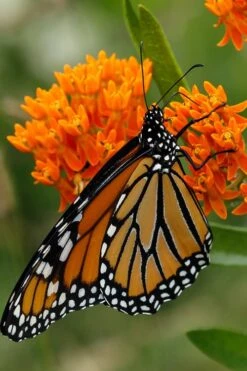 Orange Butterfly Milkweed - Asclepias Tuberosa - 1 Gallon Pot 10 Orange Butterfly Milkweed - Asclepias Tuberosa - 1 Gallon Pot -Garden Plant Shop Butterfly Weed 12