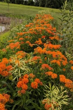 Orange Butterfly Milkweed - Asclepias Tuberosa - 10 Pack Of Quart Pots -Garden Plant Shop Butterfly Weed 13 1