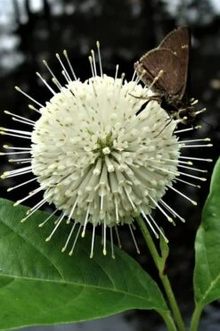 Buttonbush (Cephalanthus Occidentalis) - 3 Pack Of 1.5 Quart Pots -Garden Plant Shop Buttonbush 3