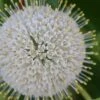 Buttonbush (Cephalanthus Occidentalis) - 3 Gallon Pot