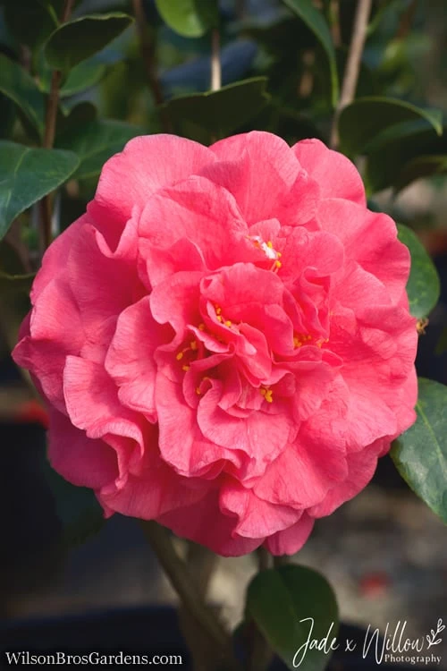 Ack-Scent Fragrant Pink Camellia Japonica - 1 Gallon Pot 1 Ack-Scent Fragrant Pink Camellia Japonica - 1 Gallon Pot