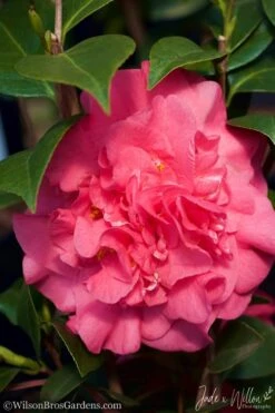 Ack-Scent Fragrant Pink Camellia Japonica - 1 Gallon Pot 9 Ack-Scent Fragrant Pink Camellia Japonica - 1 Gallon Pot -Garden Plant Shop Camellia Ack Scent JW 3