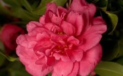 Alabama Beauty Camellia Sasanqua - 3 Gallon Pot -Garden Plant Shop Camellia Alabama Beauty 50 1