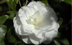 Alba Plena Camellia Japonica - 7 Gallon Pot (3-4') -Garden Plant Shop Camellia Alba Plena Flower Closeup 2 1