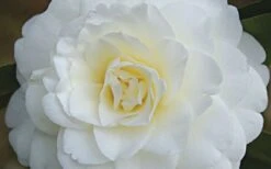 Alba Plena Camellia Japonica - 3 Gallon Pot -Garden Plant Shop Camellia Alba Plena Flower Closeup