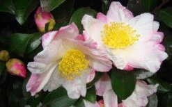 Apple Blossom Camellia Sasanqua - 3 Gallon Pot 10 Apple Blossom Camellia Sasanqua - 3 Gallon Pot -Garden Plant Shop Camellia Apple Blossom 1 1