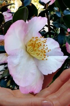 Apple Blossom Camellia Sasanqua - 3 Gallon Pot 9 Apple Blossom Camellia Sasanqua - 3 Gallon Pot -Garden Plant Shop Camellia Apple Blossom 6 1